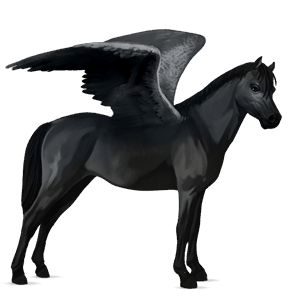 Пони-Пегас Уэльский Вороная