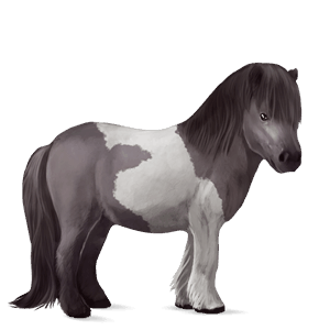 Пони Шетландский пони Пегий мышино-серый тобиано