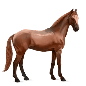Верховая лошадь Французская Верховая Рыжая
