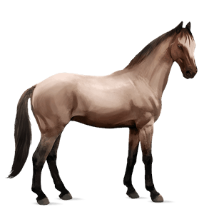 Верховая лошадь Шагия Светло-серый