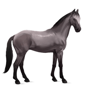 Верховая лошадь Французская Верховая Мышино-серый