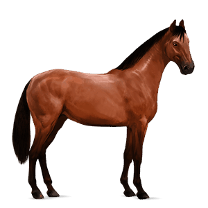 Верховая лошадь Берберийская лошадь Красно-гнедая