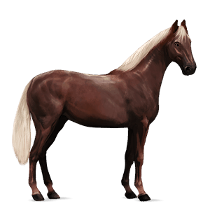 Верховая лошадь Аппалуза Снежно-гнедая