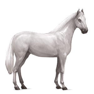 Верховая лошадь Английская чистокровная Светло-серый