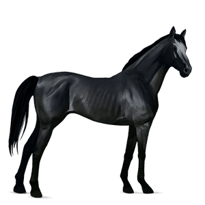 Верховая лошадь Английская чистокровная Серый в яблоках