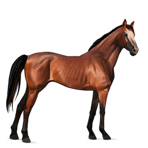 Верховая лошадь Французская Верховая Красно-гнедая