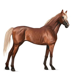 Верховая лошадь Донская Красно-гнедая