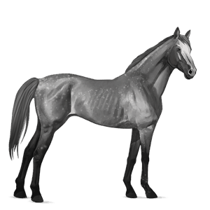 Верховая лошадь Английская чистокровная Серый в яблоках