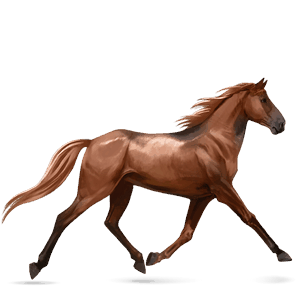 Верховая лошадь Французская Верховая Рыжая