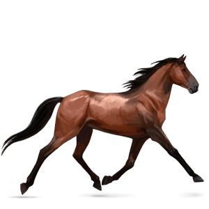 Верховая лошадь Французская Верховая Красно-гнедая