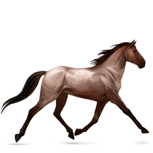 Верховая лошадь Серый форелевый