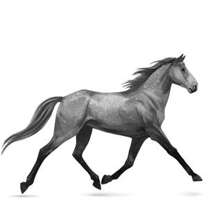 Верховая лошадь Лошадь лузитанской породы Серый в яблоках