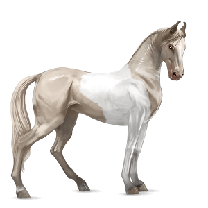 Верховая лошадь Марвари Красно-гнедая