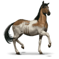 Дикая лошадь Чинкотигский пони