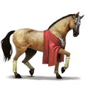 Верховая лошадь Арабская Чистокровная Рыжая