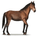 Дикая лошадь Лошадь острова Камберленд