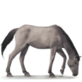 Дикая лошадь Пони Дюльмен