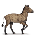 Доисторическая лошадь Гиппарион