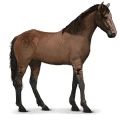 Дикая лошадь Намибийская лошадь