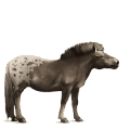 Верховая лошадь Цыганская упряжная Пегий мышино-серый тобиано