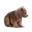 Гризли