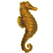 hippocampe.png